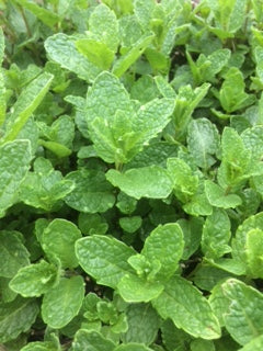 Mint: Russian (Mentha spicata) - The Culinary Herb Company