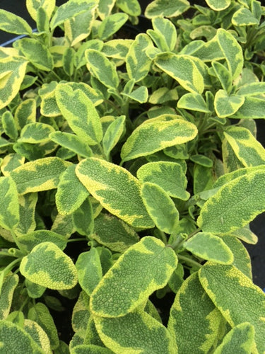 Sage: Icterina (Salvia officinalis 'Icterina') - The Culinary Herb Company