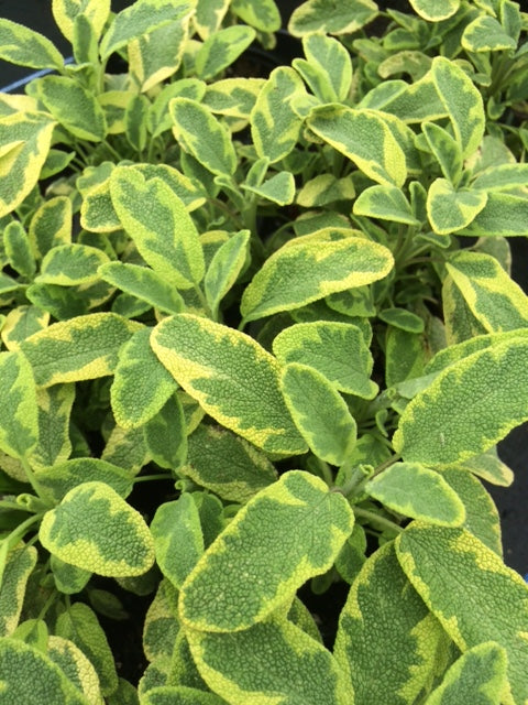 Sage: Icterina (Salvia officinalis 'Icterina') - The Culinary Herb Company
