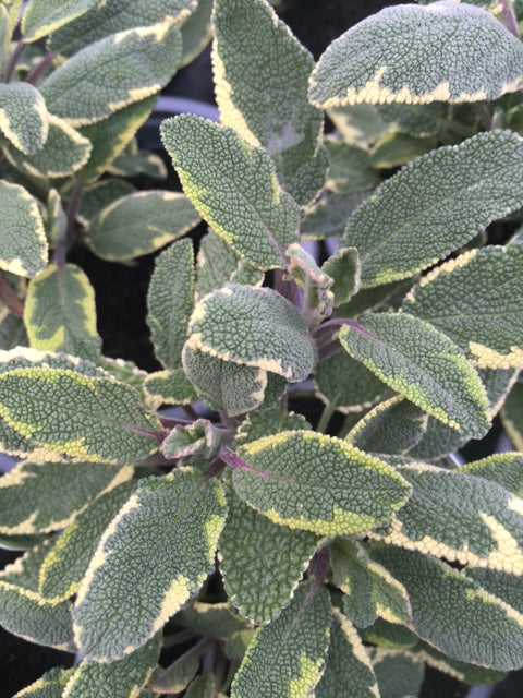 Sage Berggartten variegated (Salvia officinalis 'Berggartten') - Culinary Herb Co.