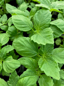 Shiso green (Perilla frutescens)