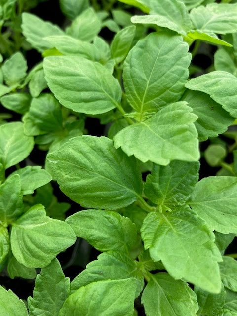 Shiso green (Perilla frutescens) - Culinary Herb Co.