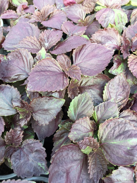 Shiso Purple (Perilla frutescens var. purpurascens)