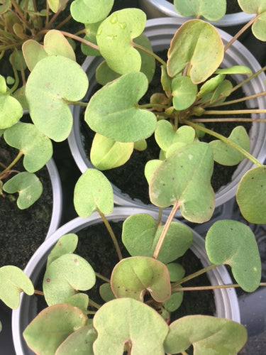Sorrel: Buckler Leaved (Rumex scutatus) - Culinary Herb Co.