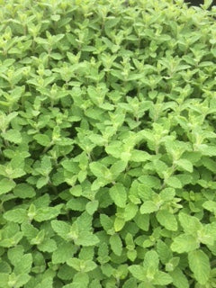 Mint: Strawberry (Mentha x piperita 'Strawberry') - The Culinary Herb Company