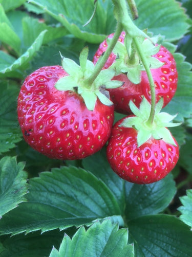 Strawberry (Cambridge Favourite) - Culinary Herb Co.