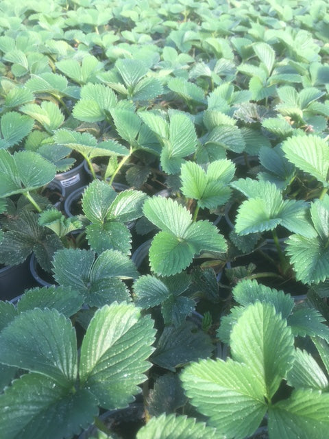 elsanta strawberry plants Strawberry (Elsanta)