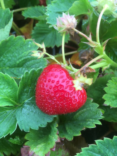 Strawberry (Symphony) - Culinary Herb Co.