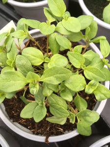 Marjoram: Sweet (Origanum majorana) - Culinary Herb Co.