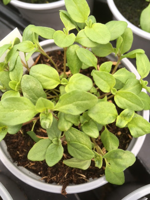 Marjoram: Sweet (Origanum majorana) - Culinary Herb Co.