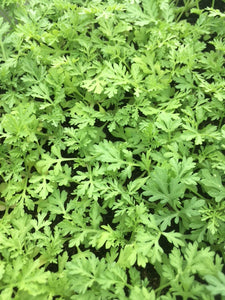 Sweet Wormwood (Artemisia annua) - Culinary Herb Co.