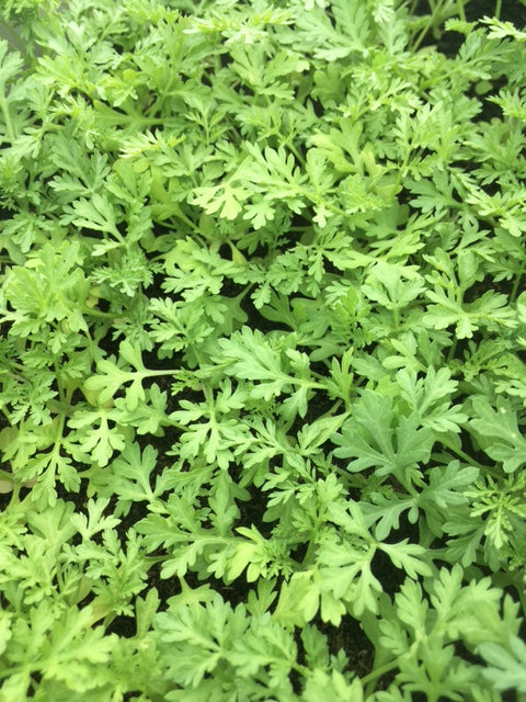 Sweet Wormwood (Artemisia annua) - Culinary Herb Co.