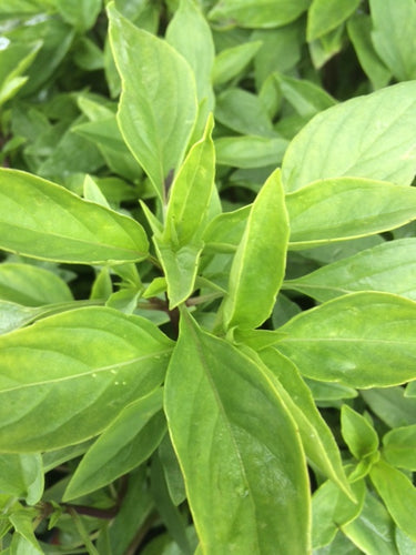 Basil: Thai (Ocimum basilicum 'Thai') - The Culinary Herb Company