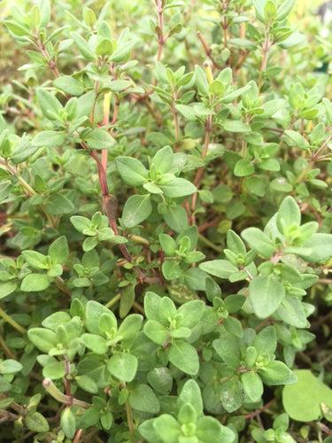 Thyme: Lime (Thymus x citriodorus ‘Lime’) - Culinary Herb Co.