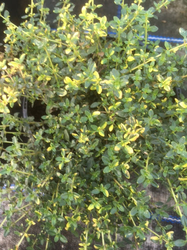 Thyme: Carol Ann (Thymus serpyllum ‘Carol Ann’) - Culinary Herb Co.