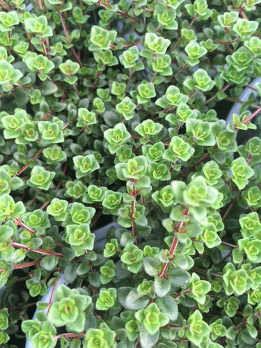 Thyme, Creeping lemon (Thymus pulegioides 'Kurt') - Culinary Herb Co.