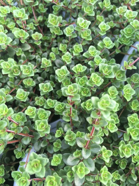 Thyme, Creeping lemon (Thymus pulegioides 'Kurt') - Culinary Herb Co.