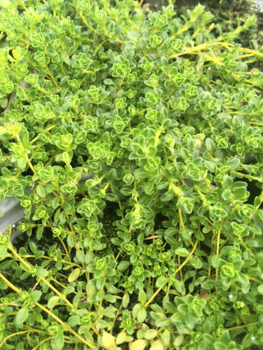 Thyme: Snowdrift (Thymus serpyllum 'Snowdrift') - Culinary Herb Co.