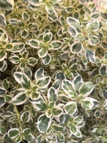 Thyme: Sparkling Bright (Thymus ‘Sparkling Bright) - Culinary Herb Co.