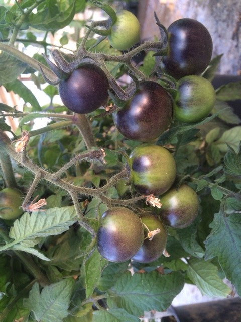 blue tomato plant Tomato: Blue Bayou - Buy Tomato Plants Online