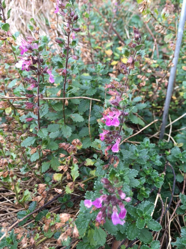 Wall Germander (Teucrium chamaedrys) - Culinary Herb Co.