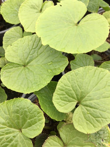 Wasabi (Eutrema japonicum) - Culinary Herb Co.