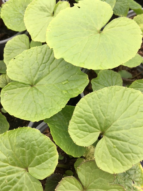 Wasabi (Eutrema japonicum) - Culinary Herb Co.