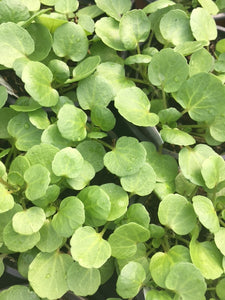 Cress: Watercress (Nasturtium officinale) - Culinary Herb Co.