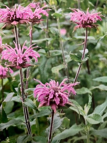 Bergamot: Wild (Monarda fistulosa) - Culinary Herb Co.