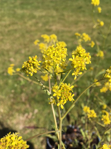 Woad (Isatis tinctoria) - Culinary Herb Co.