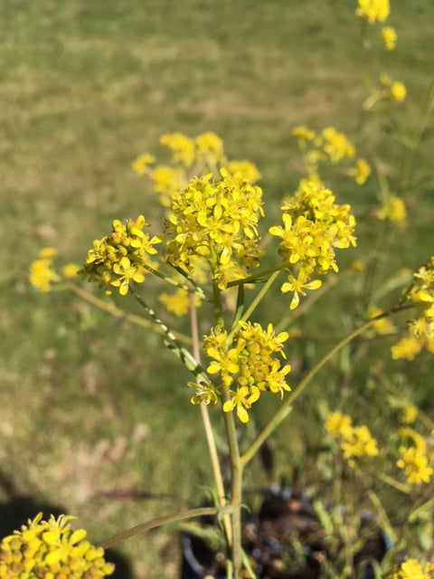 Woad (Isatis tinctoria) - Culinary Herb Co.