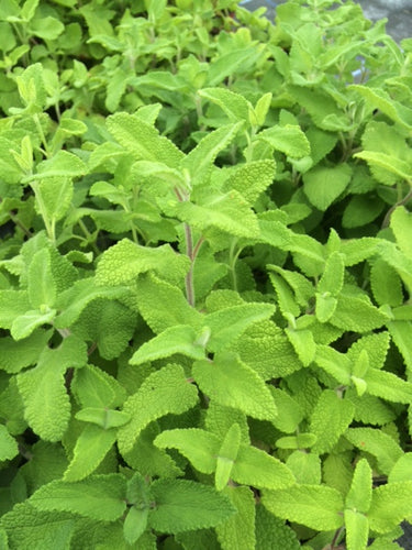 Sage: Wood Sage (Teucrium scorodonia) - The Culinary Herb Company