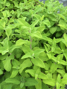 Sage: Wood Sage (Teucrium scorodonia) - The Culinary Herb Company