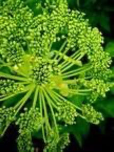 Angelica (Taiwaniana) - The Culinary Herb Company