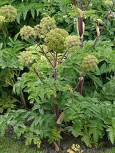Load image into Gallery viewer, Angelica (Archangelica) - The Culinary Herb Company
