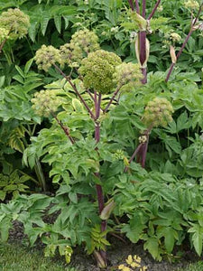 Angelica (Archangelica) - The Culinary Herb Company