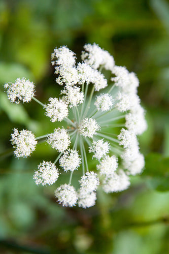 Angelica: Wild (Angelica sylvestris) - The Culinary Herb Company