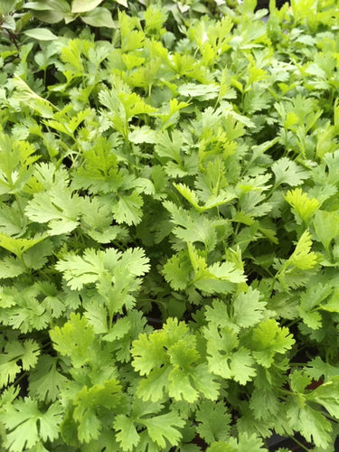 Anise (Pimpinella anisum) - The Culinary Herb Company