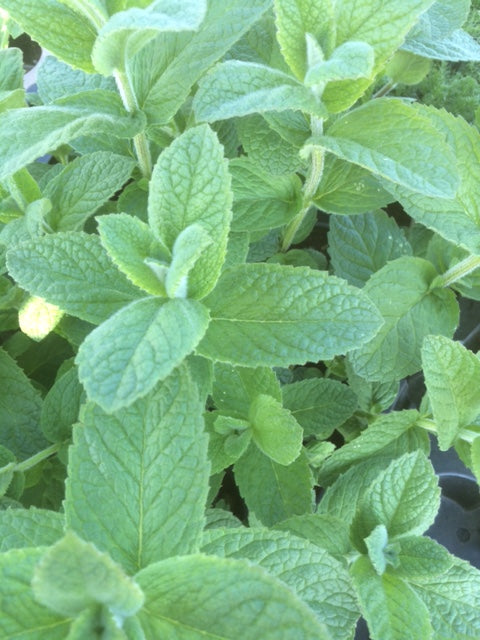 Mint: Apple (Mentha suaveolens) - The Culinary Herb Company