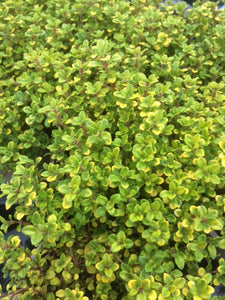 Thyme: Archers Gold (Thymus pulegioides 'Archers Gold') - The Culinary Herb Company