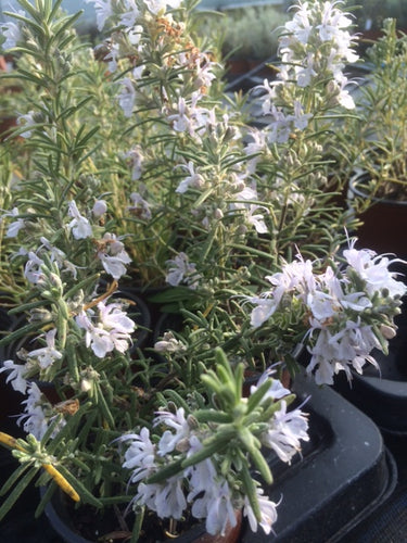 Rosemary: Arp (Rosmarinus officinalis 'Arp') - The Culinary Herb Company