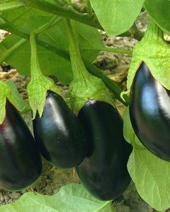 Aubergine (Moneymaker F1)