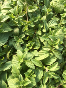 Mint: Banana (Mentha arvensis) - The Culinary Herb Company