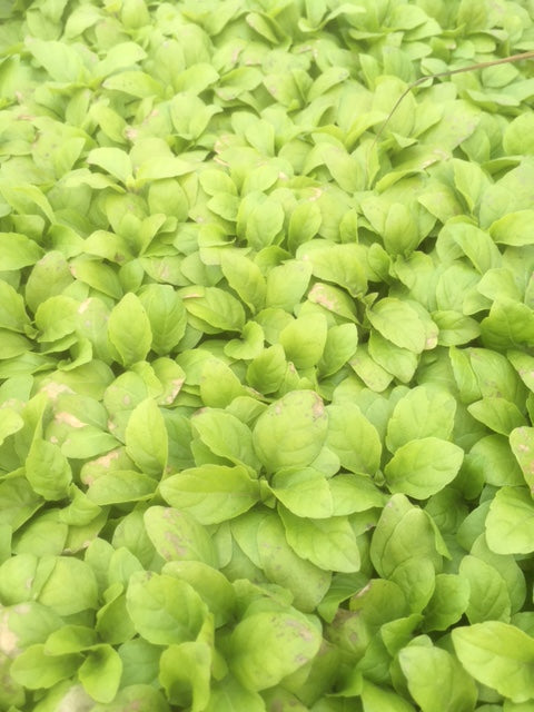 Basil: Holy (Ocimum tenuiflorum) - Culinary Herb Co.
