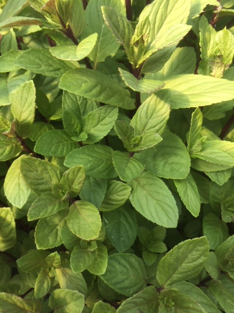 Mint: Basil (Mentha x piperita f. citrata 'Basil') - The Culinary Herb Company
