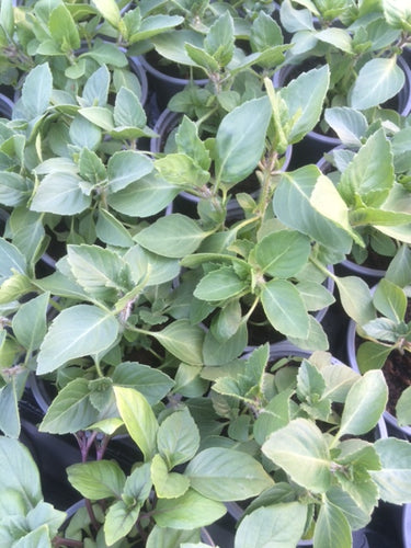 Basil: Spice (Ocimum basilicum 'Spice') - The Culinary Herb Company