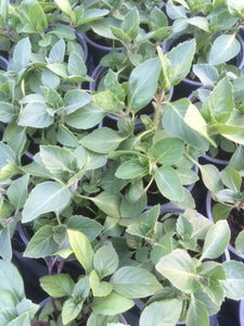 Basil: Spice (Ocimum basilicum 'Spice') - The Culinary Herb Company