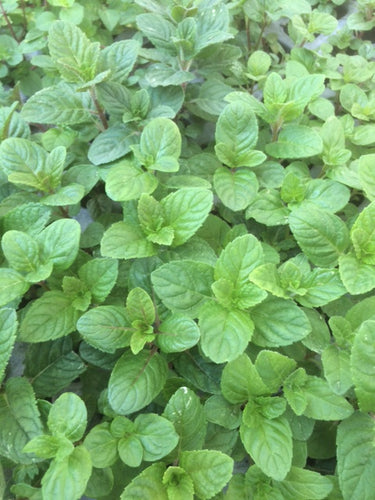 Mint: Berries and Cream (Mentha 'Berries and Cream') - The Culinary Herb Company