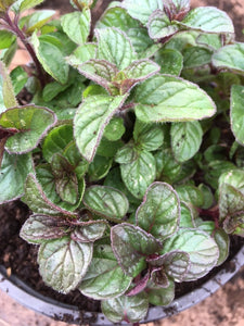 Mint: Blackcurrant mint (Mentha blackcurrant) - Culinary Herb Co.