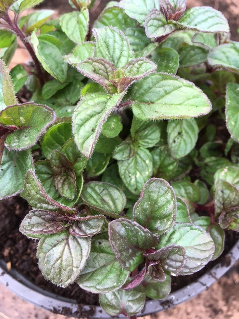 Mint: Blackcurrant mint (Mentha blackcurrant)